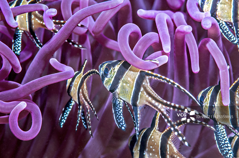 邦盖海丁鱼图片素材