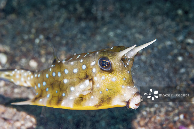 长角箱鲀图片素材