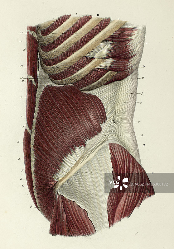 腹外斜肌第二层，1866年插图图片素材
