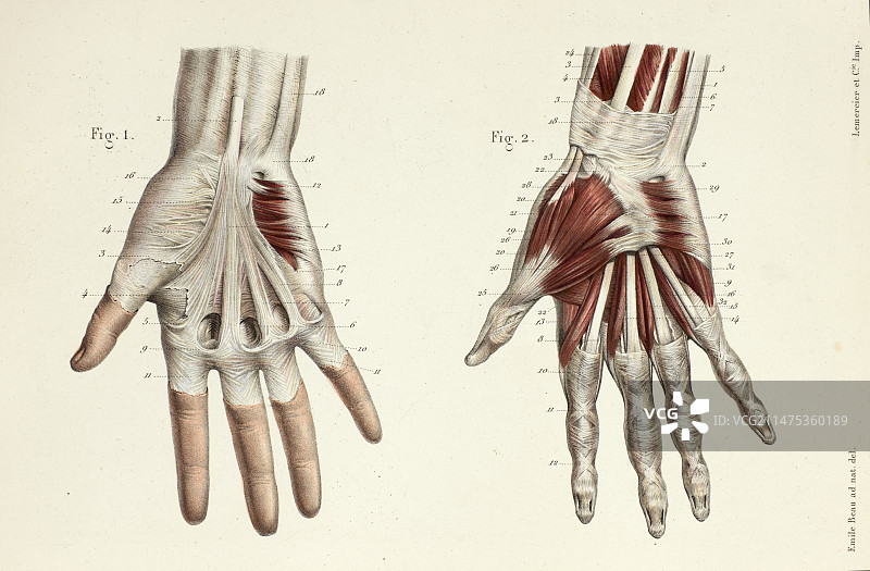 1866年手部肌肉结构图图片素材