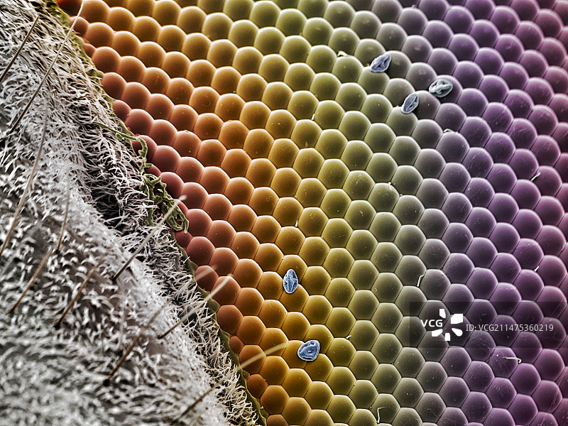 蚜蝇的眼睛，扫描电子显微镜图片素材