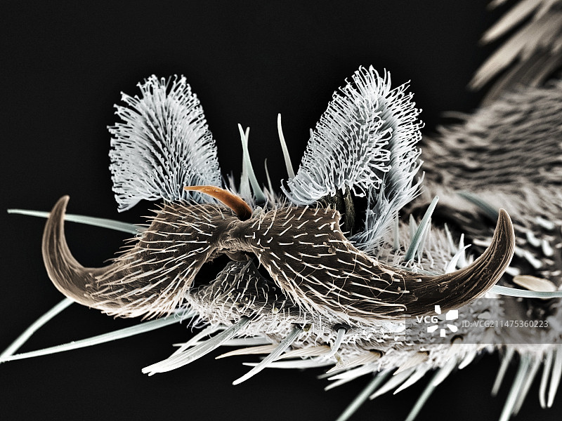 食蚜蝇的脚，扫描电子显微镜图片素材