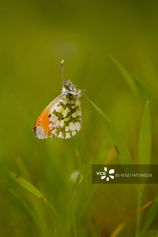 橙顶绢粉蝶图片素材