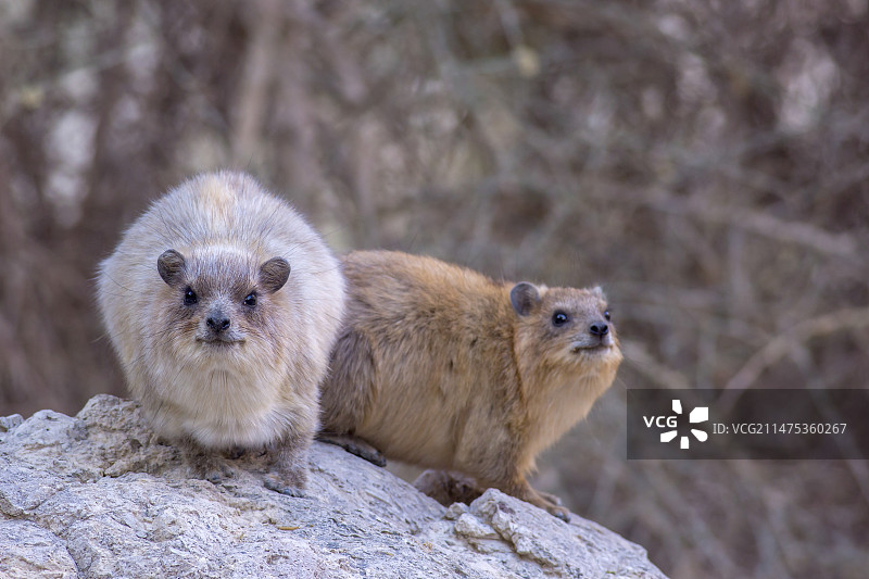 岩蹄兔图片素材