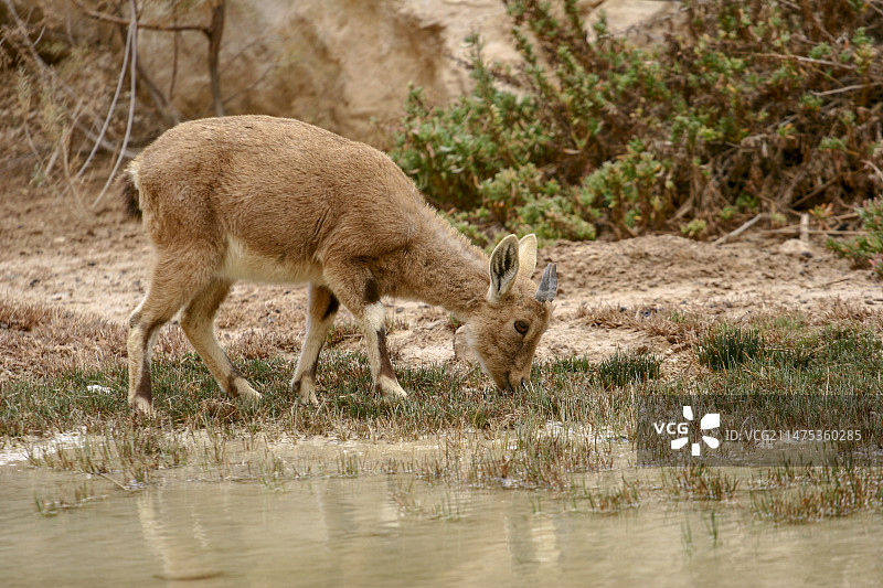 幼年野山羊图片素材