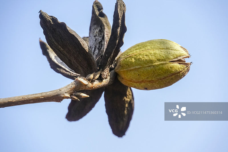 美洲山核桃树上的山核桃图片素材