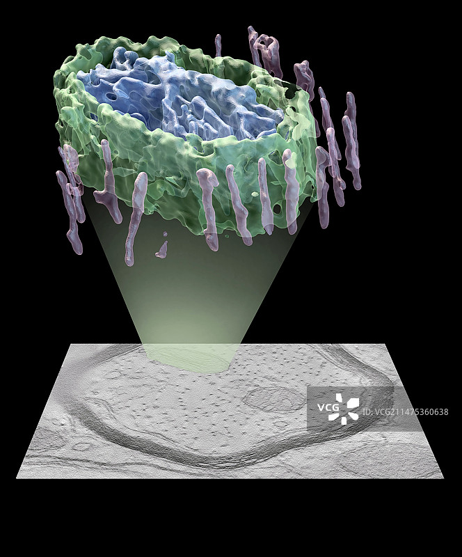 神经元线粒体3D模型和显微照片图片素材
