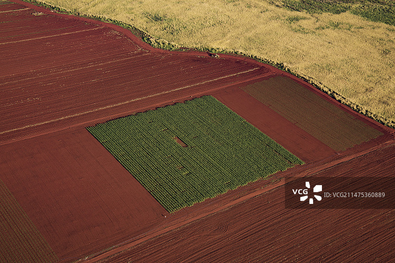 夏威夷的转基因作物田图片素材