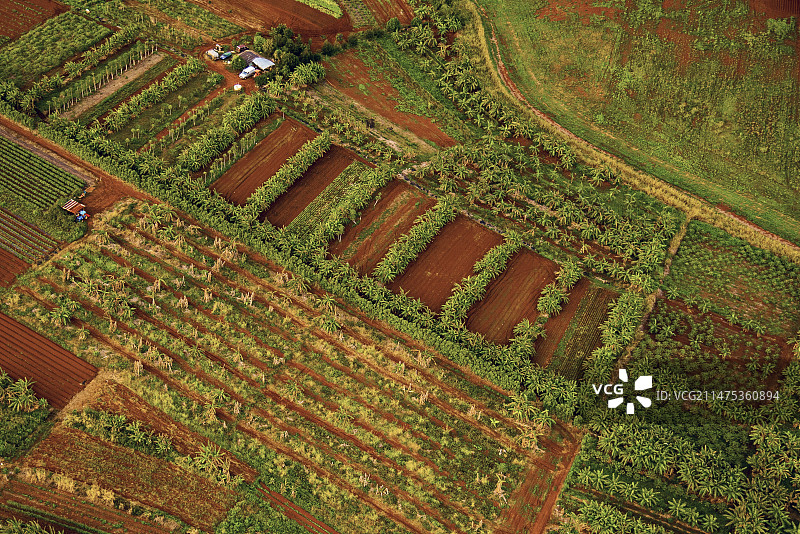 夏威夷的转基因作物田图片素材