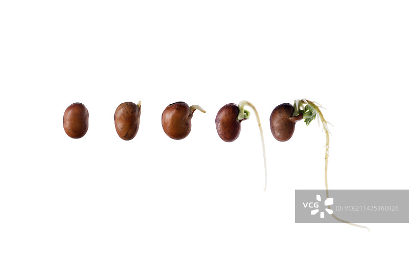 蚕豆发芽过程图片素材