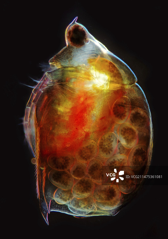 水蚤和卵的显微照片图片素材