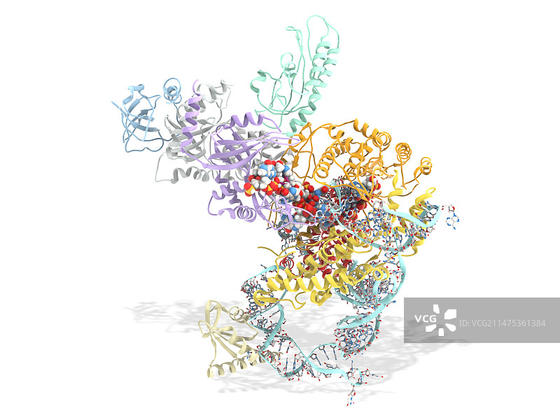 端粒酶活性位点与DNA结合分子模型图片素材