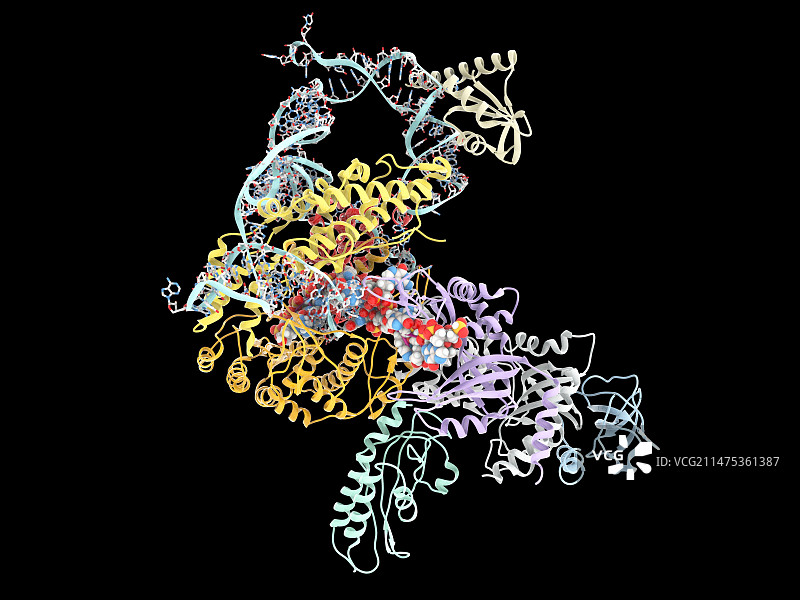端粒酶活性位点与DNA结合分子模型图片素材
