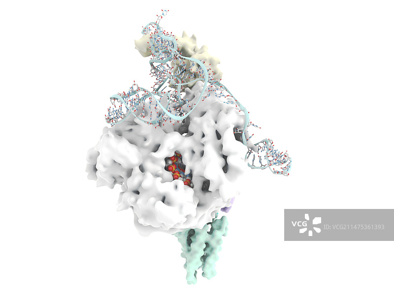 端粒酶活性位点与DNA结合分子模型图片素材