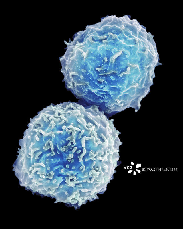 来自骨髓的人体干细胞，扫描电镜图片素材