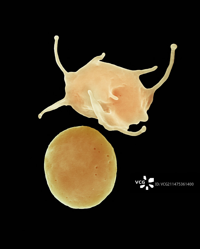 激活和未激活的血小板扫描电镜图图片素材