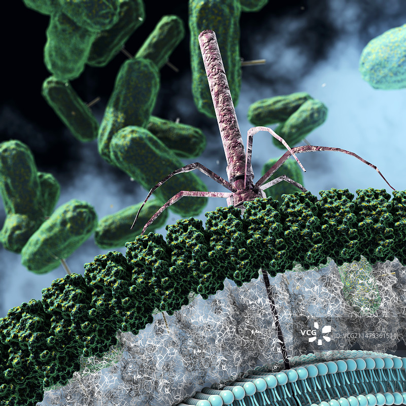 艰难梭菌抗菌治疗插画图片素材