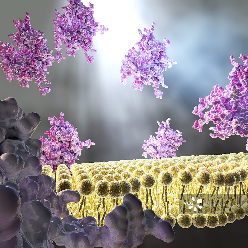 细胞膜和蛋白质插图图片素材