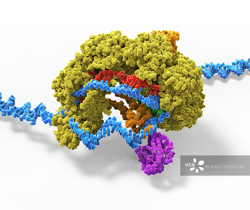 CRISPR-Cas6基因编辑复合体插图图片素材