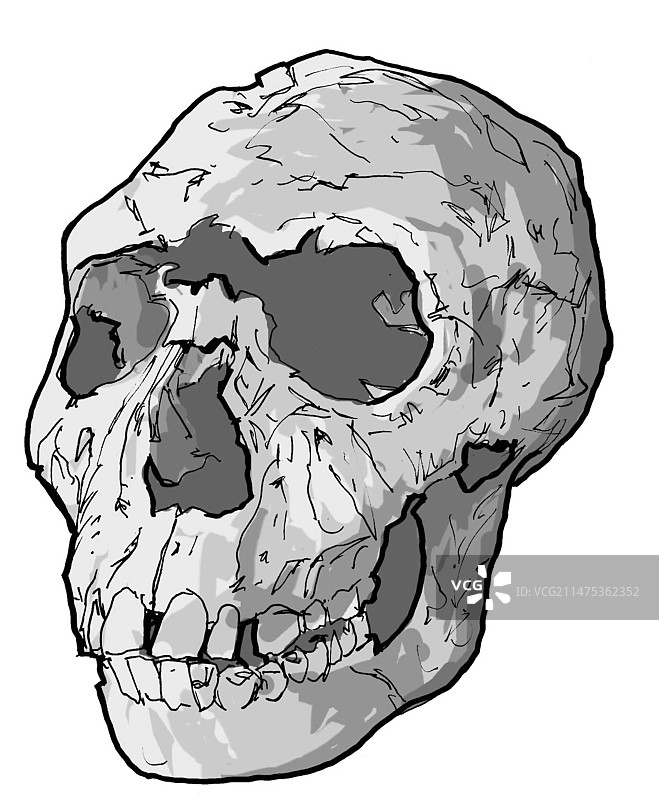 图尔卡纳男孩头骨，插图图片素材