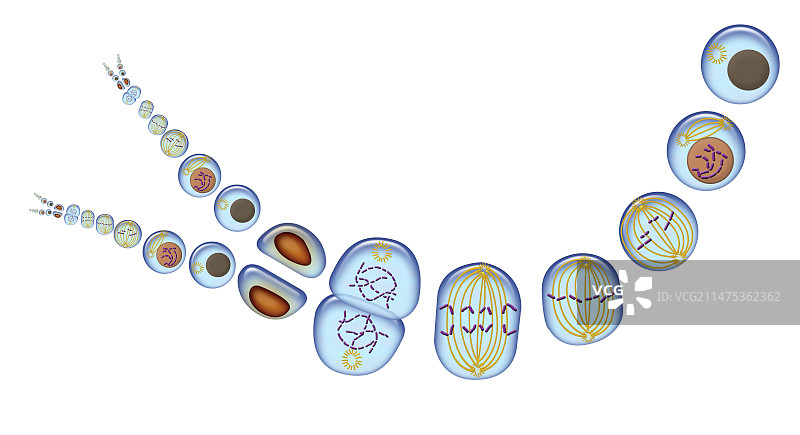 有丝分裂，图示图片素材