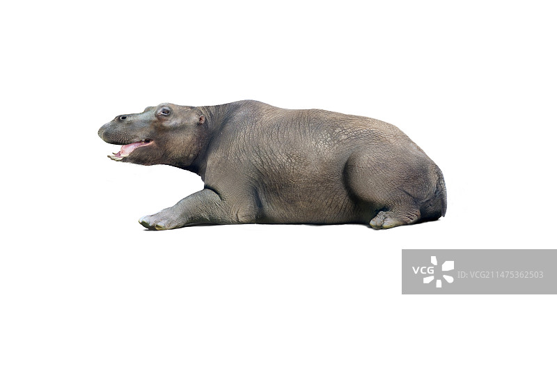 古兽类动物图示图片素材