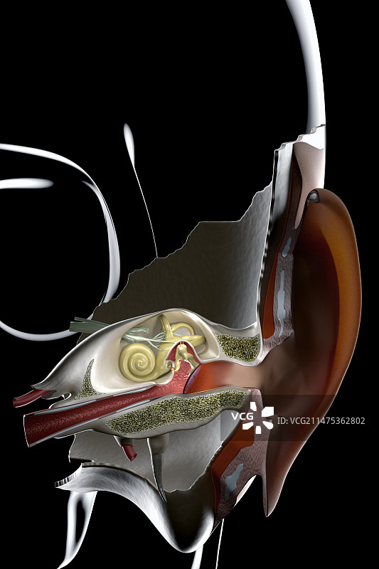 耳部感染插画图片素材