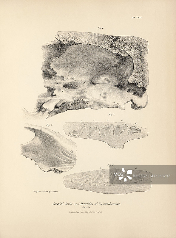 大地懒史前哺乳动物化石（19世纪）图片素材