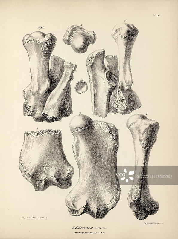 大地懒史前哺乳动物化石（19世纪）图片素材