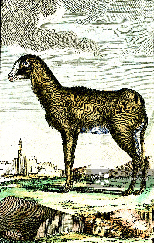 印度绵羊（19世纪）图片素材