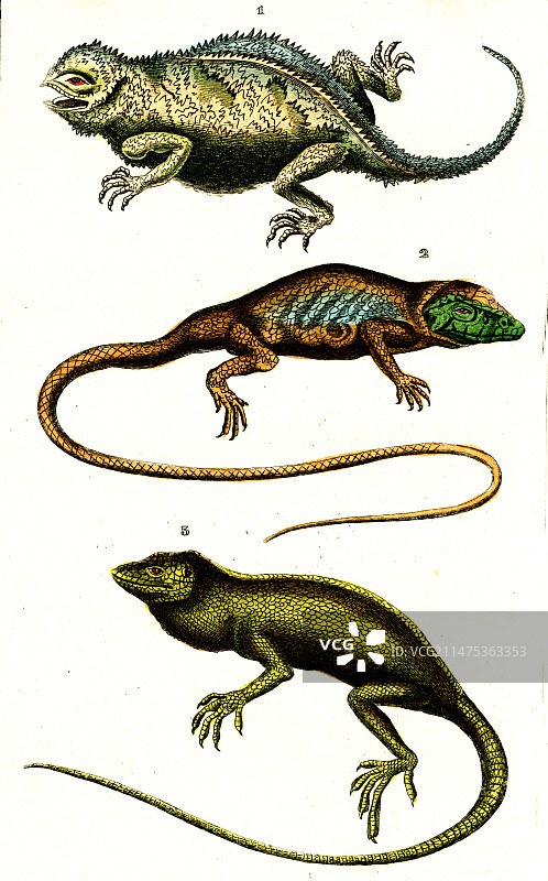 19世纪的有角多色蜥蜴和变色蜥蜴图片素材