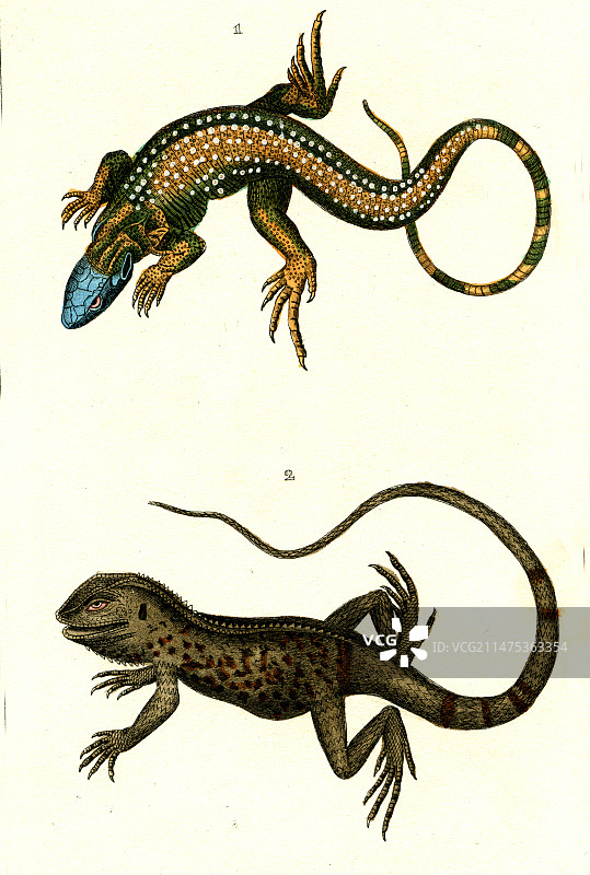 泰加蜥和鬣蜥，19世纪图片素材