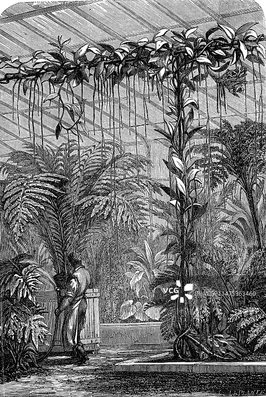 19世纪温室中生长的香草兰图片素材