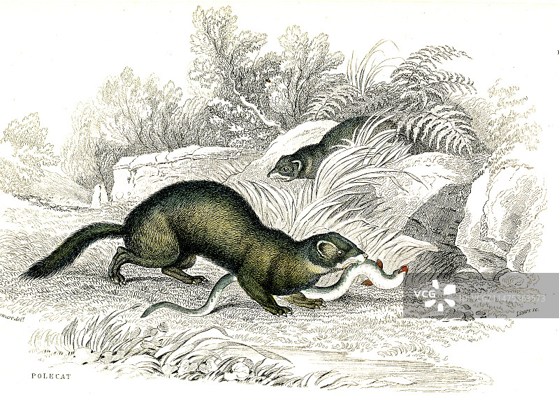 19世纪的欧洲艾鼬图片素材