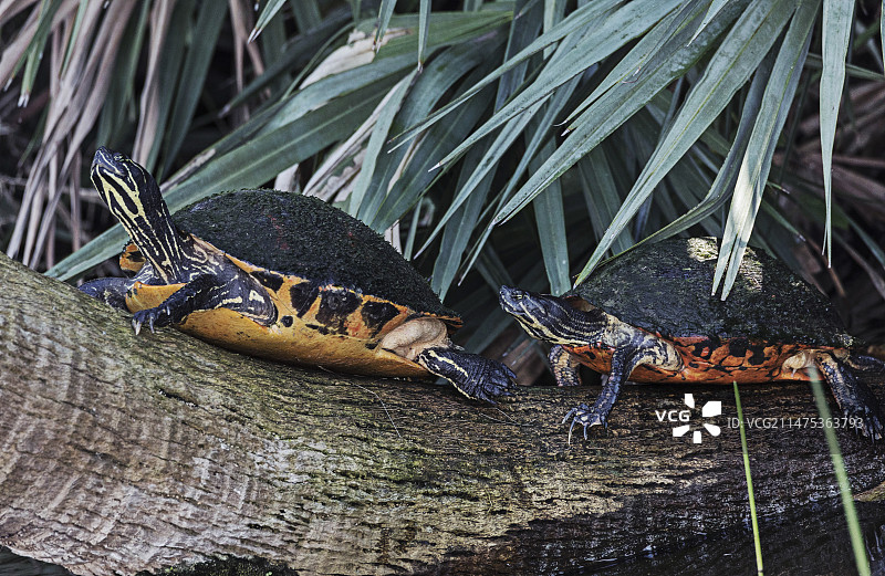 佛罗里达红腹伪龟图片素材