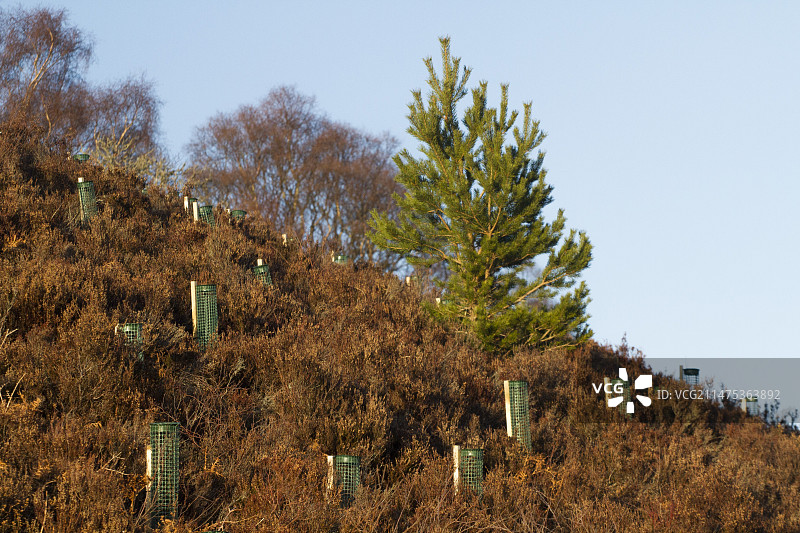 苏格兰林地恢复图片素材