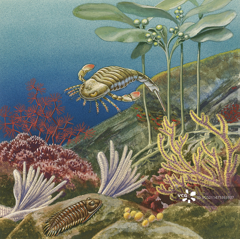 古生代水下珊瑚礁插画图片素材