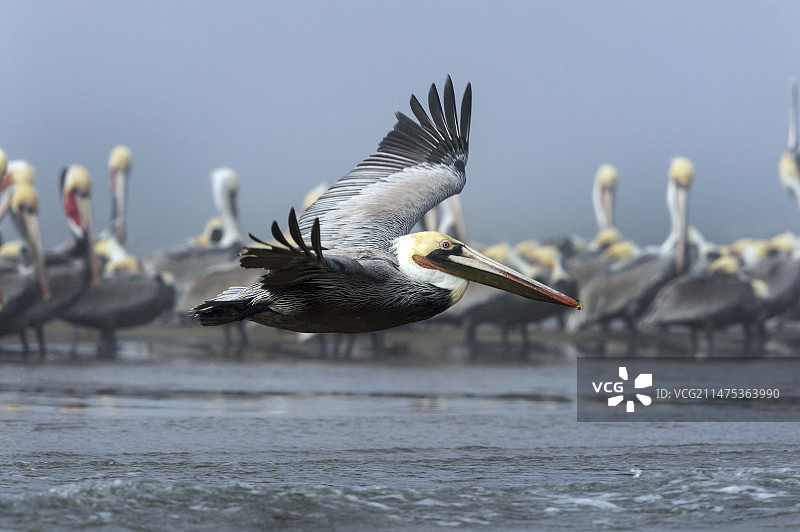 棕色鹈鹕飞越海滩图片素材