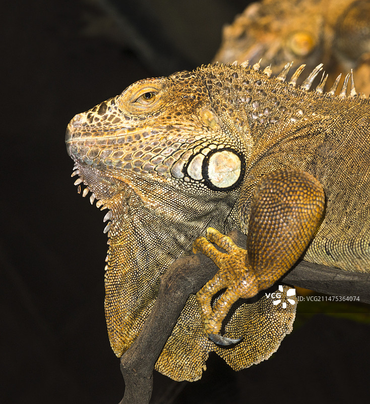 圣菲陆鬣蜥图片素材