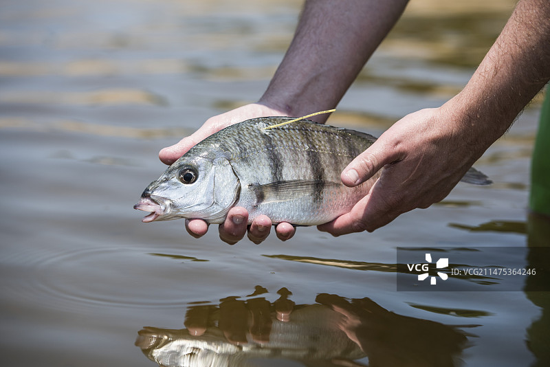 白梭鲷研究图片素材