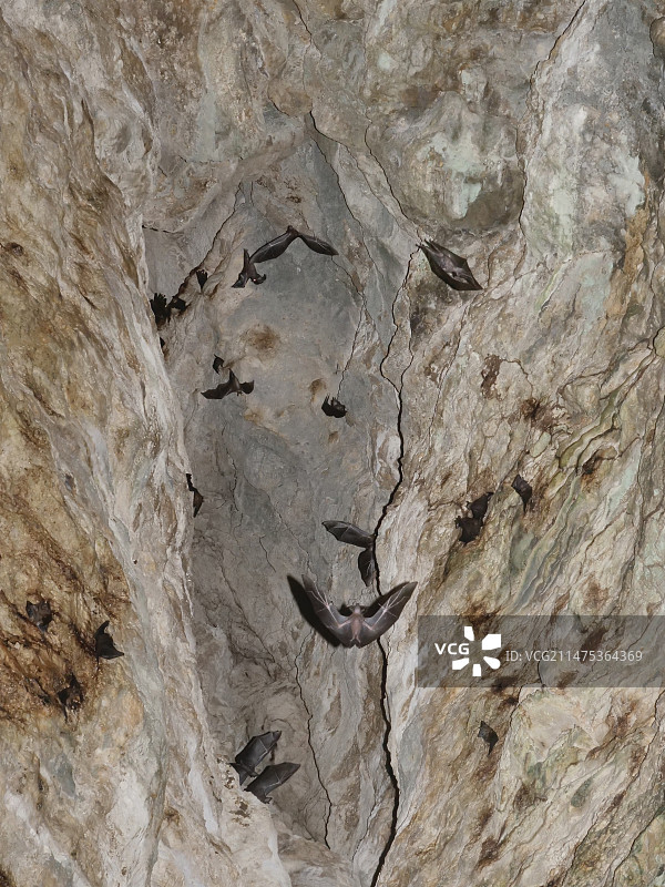 印度尼西亚的果蝠栖息图片素材