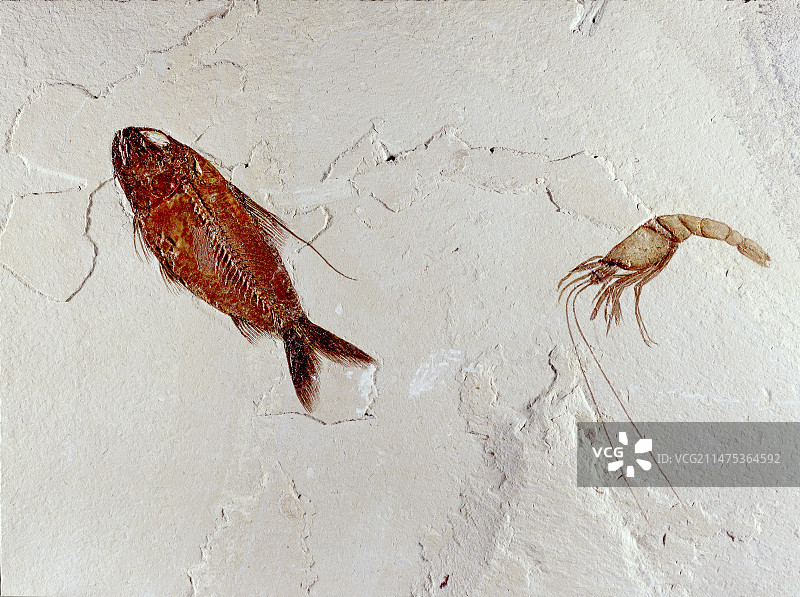鱼和虾化石图片素材