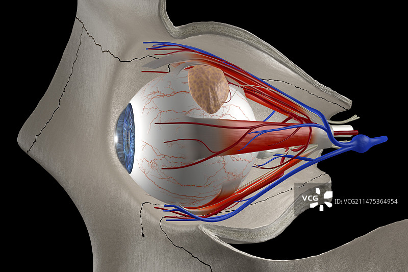 人眼插画图片素材