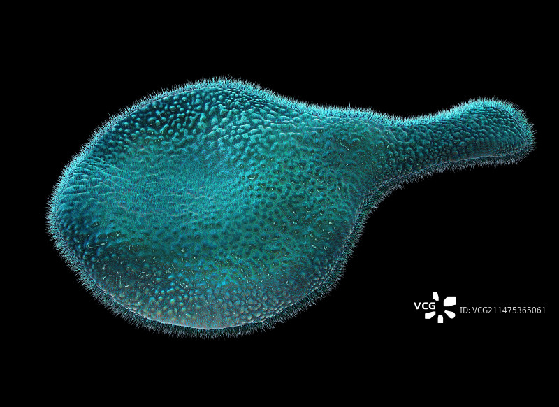 生殖支原体细菌，图示图片素材