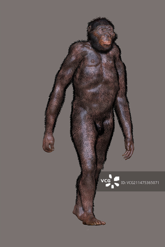 南方古猿非洲种插图图片素材