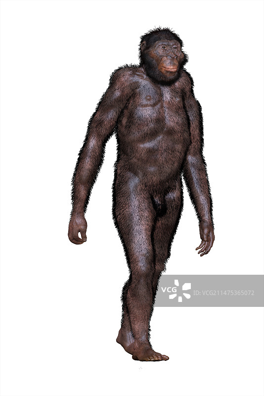 南方古猿非洲种插图图片素材