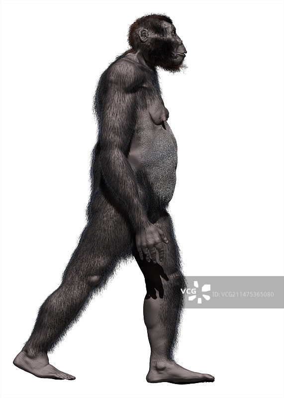 傍人粗壮种图片素材