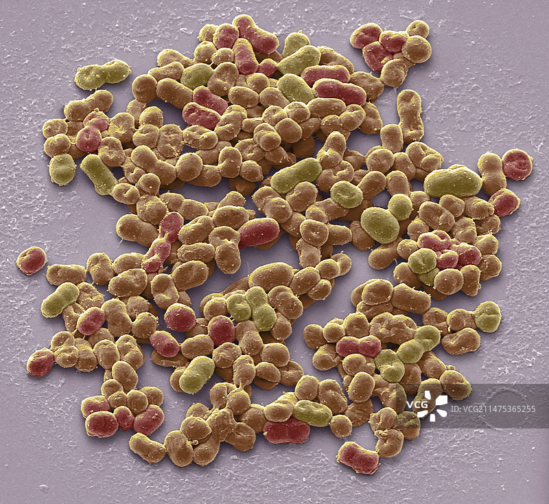 棕色固氮菌扫描电镜图图片素材
