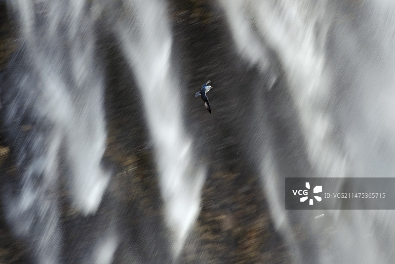 翱翔于瀑布前的北方海燕图片素材