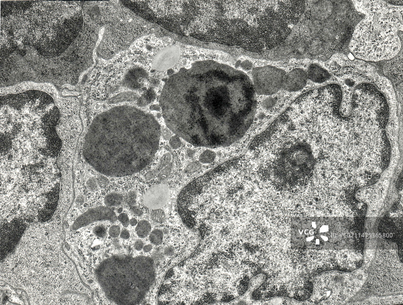 胸腺中的巨噬细胞（透射电镜）图片素材